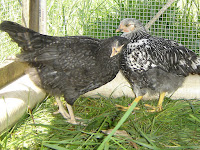 Silver Laced chatting with Olive Egger