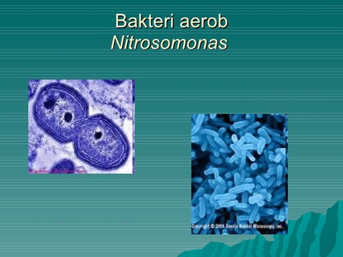 bakteri aerob