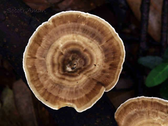 Microporus vernicipes