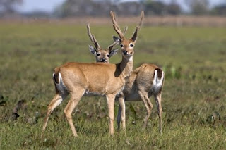 venado de las pampas Ozotocerus bezoarticus ciervos de Argentina