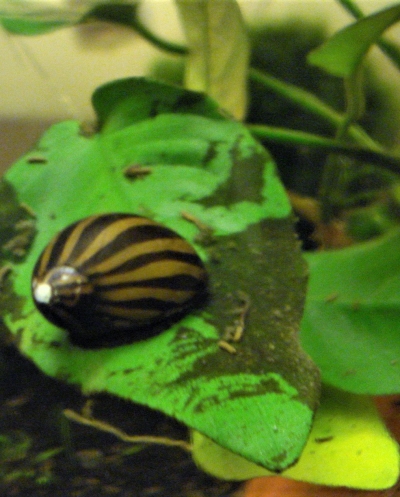 Close-up of zebra snail eating algae on anubias leaf