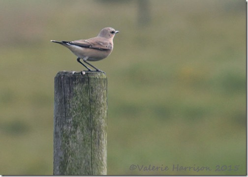 5-Wheatear