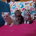 Perbedaan Scottish Straight & Scottish Fold yang perlu diketahui :)