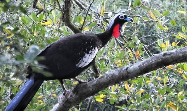 Reintrodução da Jacutinga na natureza é importante para a recuperação da Mata Atlântica