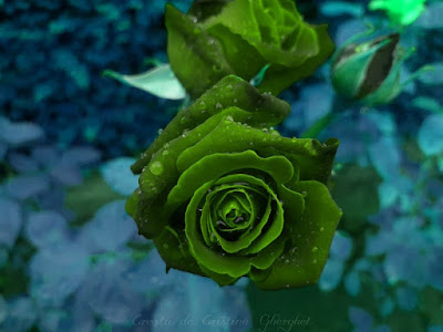 Trandafir-verde-fond-albastru-flori-deosebite