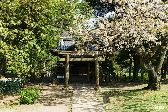 浜離宮恩賜庭園・稲生神社と桜