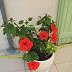 Les hibiscus
