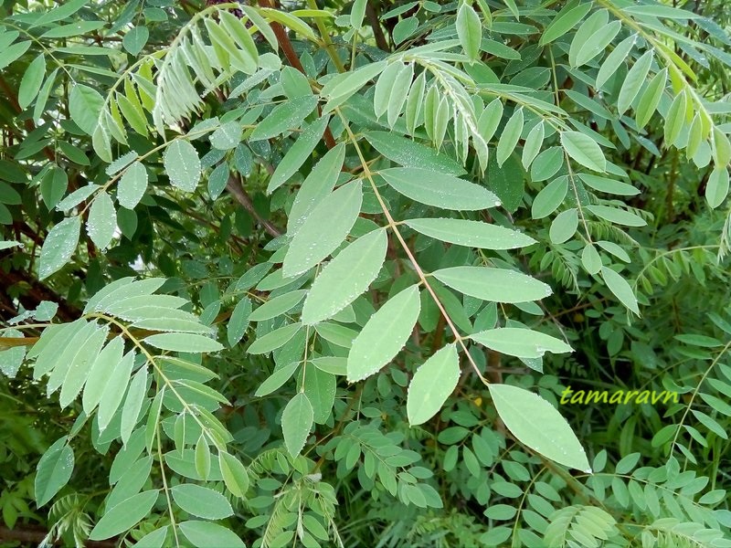 Аморфа кустарниковая (Amorpha fruticosa)