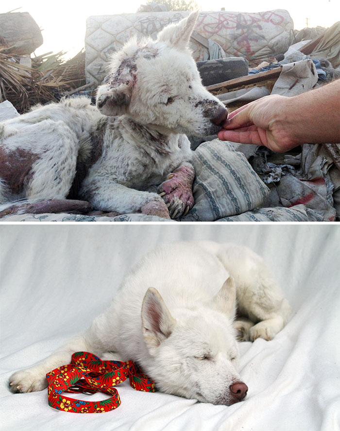 30 Heartwarming Before And After Pictures Of Dogs That Were Rescued And Finally Cared For