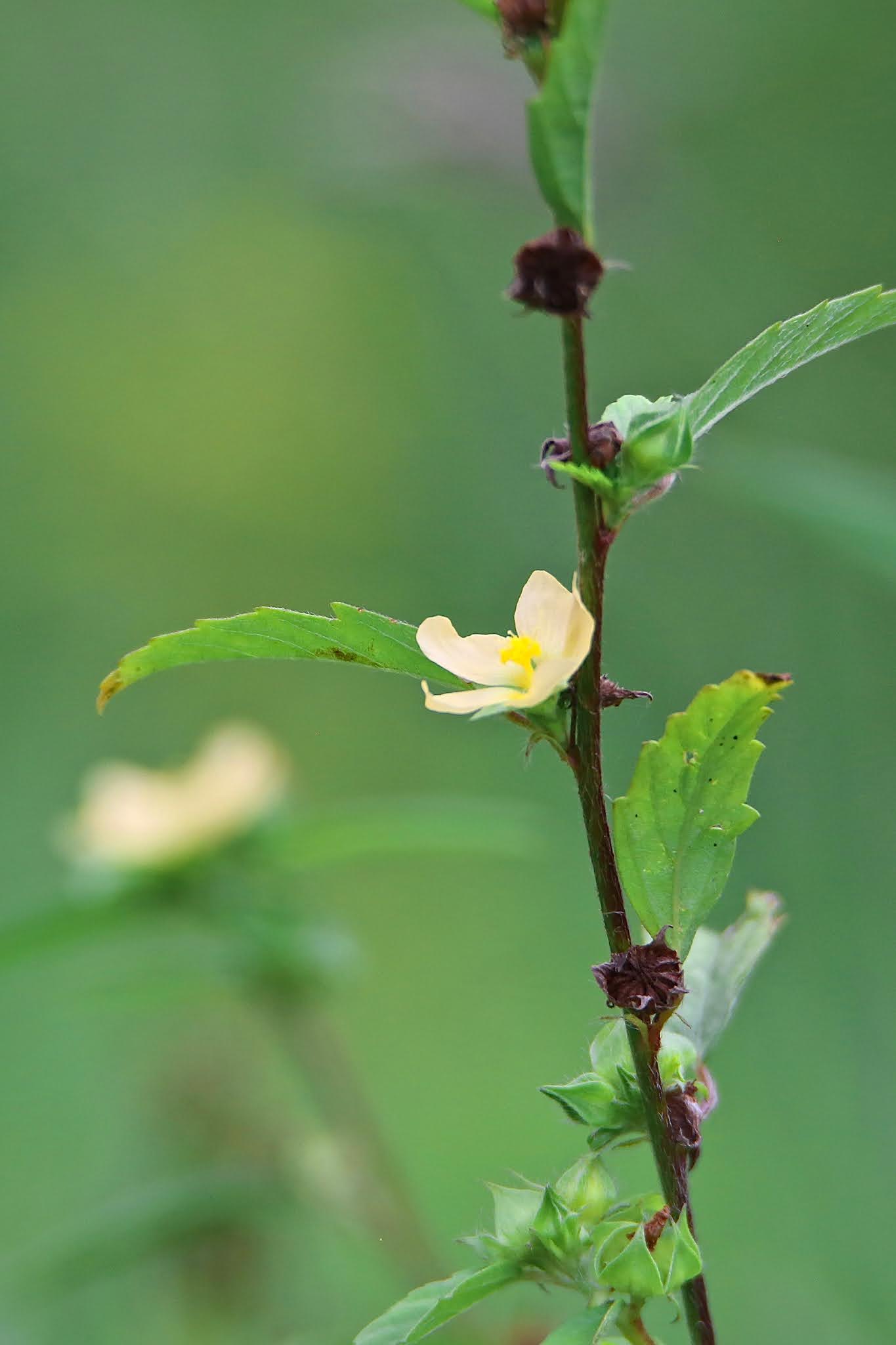 Arrowleaf Sida, kurumthotti high resolution free