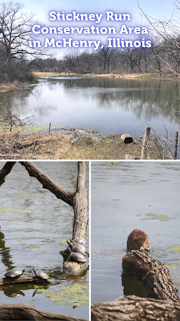 Turtles, Birds and  Beaver at Stickney Run Conservation Area in McHenry, Illinois