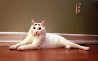 white cat with black eyebrows