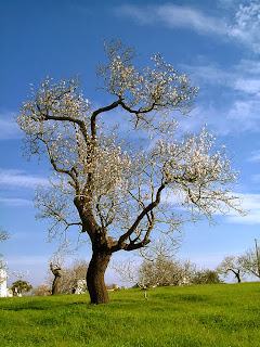 Almond Tree