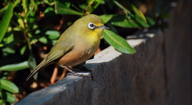 Zosterops pallidus