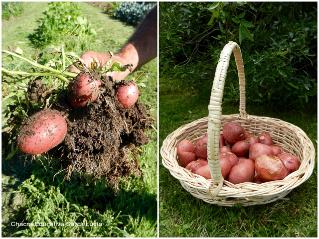 Cosecha de papas - Chacra Educativa Santa Lucía