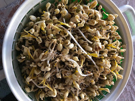 Bean sprouts grown by Mr Ong Chee Lam.