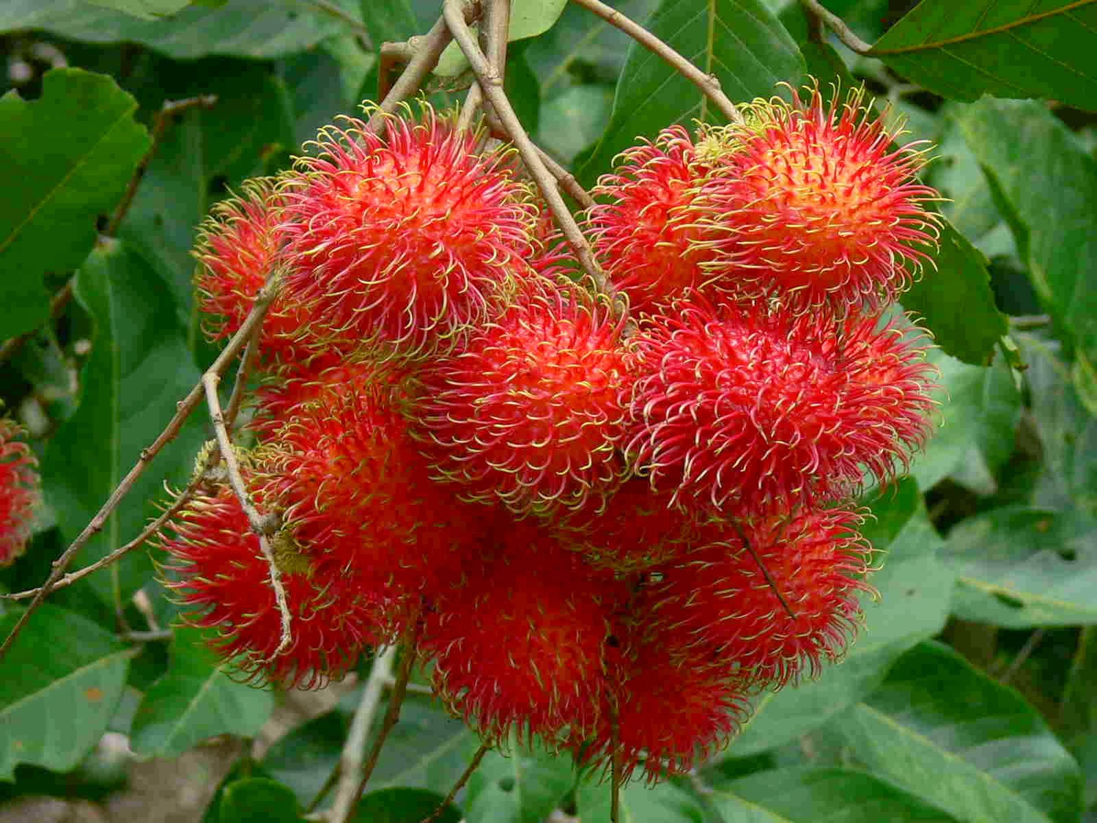 10 Great Health Benefits Of Rambutan Fruit Biggies Boxers