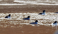 Barrow’s goldeneyes, Cavendish estuary area, PEI – Feb.7, 2018 – © Marie Smith