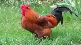 The hen in the song mixing and dancing ended, and The Chicken Dancing