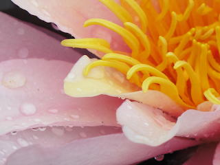 Close-up of a waterlilly