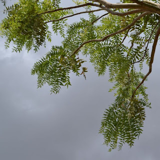 Boswellia serrata, Olibanum, Indian frankincense, wierookboom