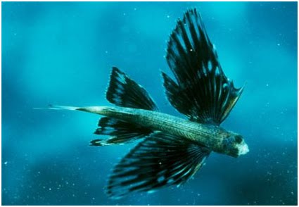 Ikan Terbang | Budidaya | Informasi Budidaya