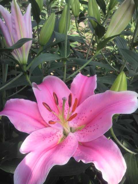 中山園芸 ユリの花 ソルボンヌ