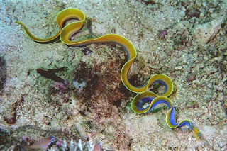 Ribbon Eel