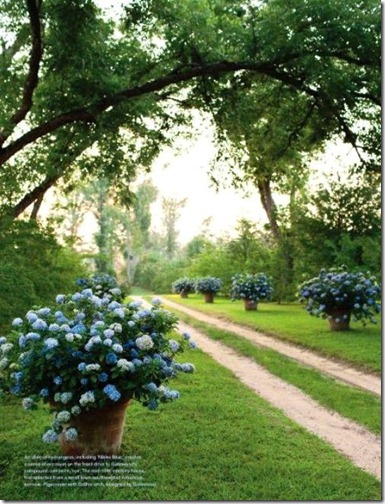 hydrangeas in pots lining drive