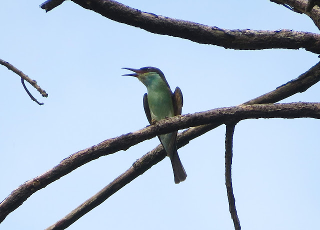 Blue-throated Bee-eater - Singapore Botanic Gardens