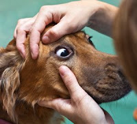 Dog Eye Cataract3