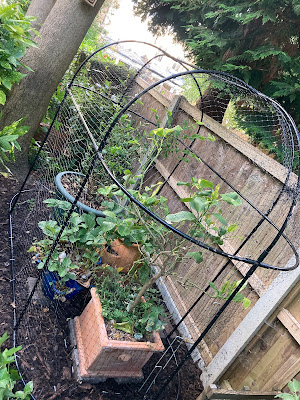 A fruit cage containing four pots of fruit, 2x strawberries, one lemon tree and a blueberry bush