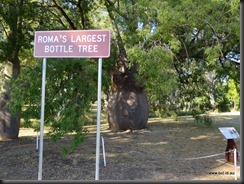 180513 031 The Biggest Bottle Tree Roma