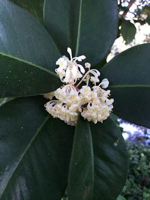 Inflorescencias - Stylogyne turbacensis
