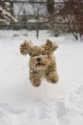 This cockapoo in the snow has a bouncy personality. Dogs have moderately consistent personality traits.