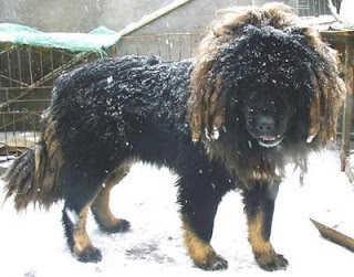 Tibetan-Mastiff-dogs-img