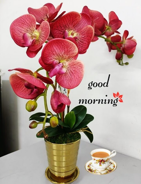 Beautiful Good Morning Images With Flower