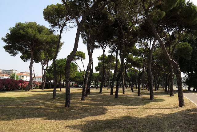 Pine grove, Viale della Libertà, Livorno