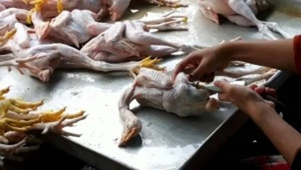 Δείτε τι κάνουν στα κοτόπουλα για να τα πουλήσουν ακριβότερα! [βίντεο] 