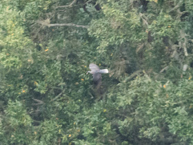 Laurel Pigeon - Tenerife