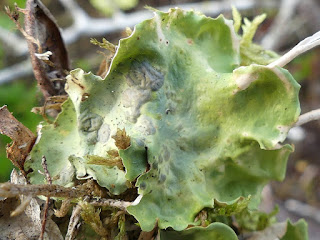 Néphrome arctique - Nephroma arcticum