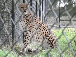 Greater Vancouver Zoo - Cheetah