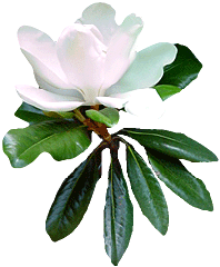 magnolia05