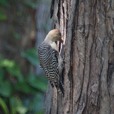 red-bellied woodpecker