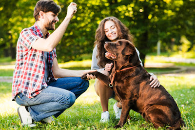 Pet Sitting Services in Dover, MA