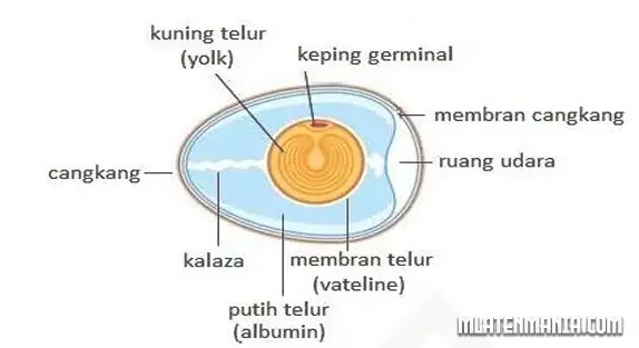 Pembahasan Singkat Tentang Telur Ayam