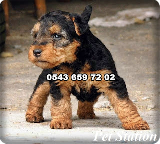 satılık airedale terrier yavruları, airedale köpek fiyatları, ariedale terrier yavruları sahbinden, airedale terrier satışı, airedele terrier özellikleri, sahibinden satılık airedale terrier yavruları, satılık airedale terrier yavrusu, satılık yavru airedale terrier, sahibinden satılık terrier yavruları, satılık airedale terrier yavruları istanbul, satılık airedale terrier yavruları ankara,satılık airedale terrier yavruları antalya, satılık airedale terrier yavruları bursa, satılık airedale terrier yavruları izmir, satılık airedale terrier yavruları eskişehir, satılık airedale terrier yavruları çanakkale, satılık airedale terrier yavruları muğla, satılık airedale terrier yavruları trabzon, satılık airedale terrier yavruları sakraya, 