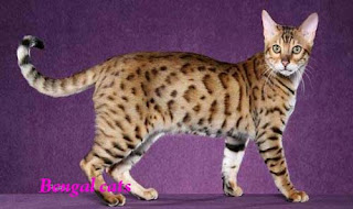 Bengal house cat outlook