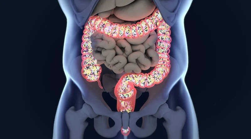 Porque o microbioma intestinal é crucial para sua saúde