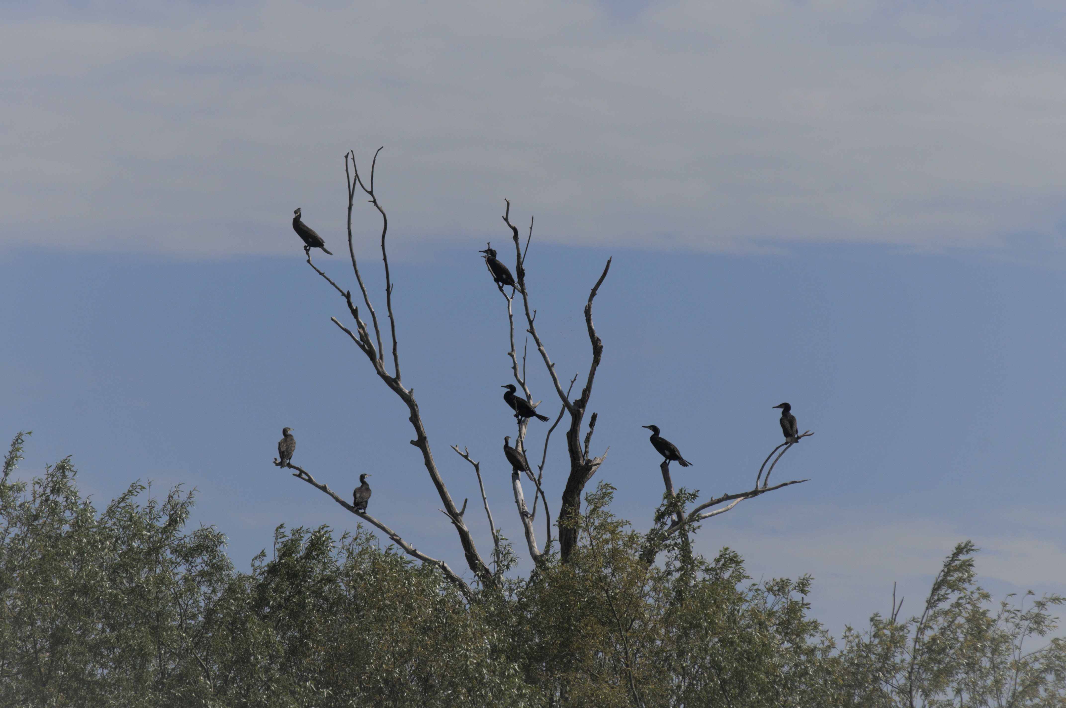 Cormorani la soare; Mahmudia, Delta Dunarii